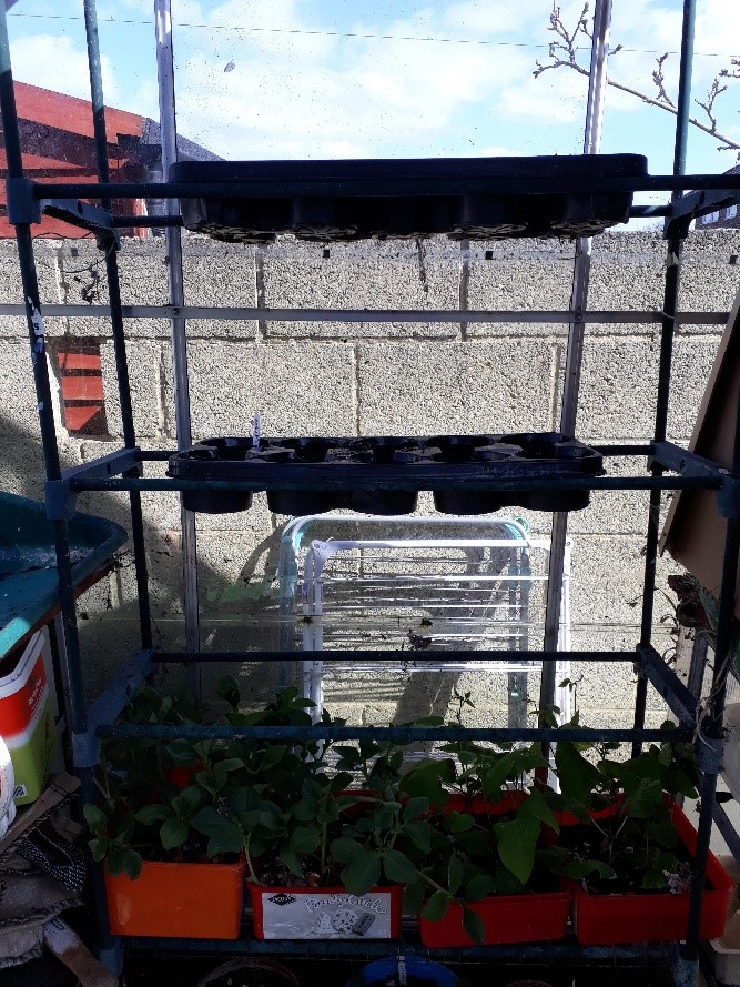 Photo of seedling trays