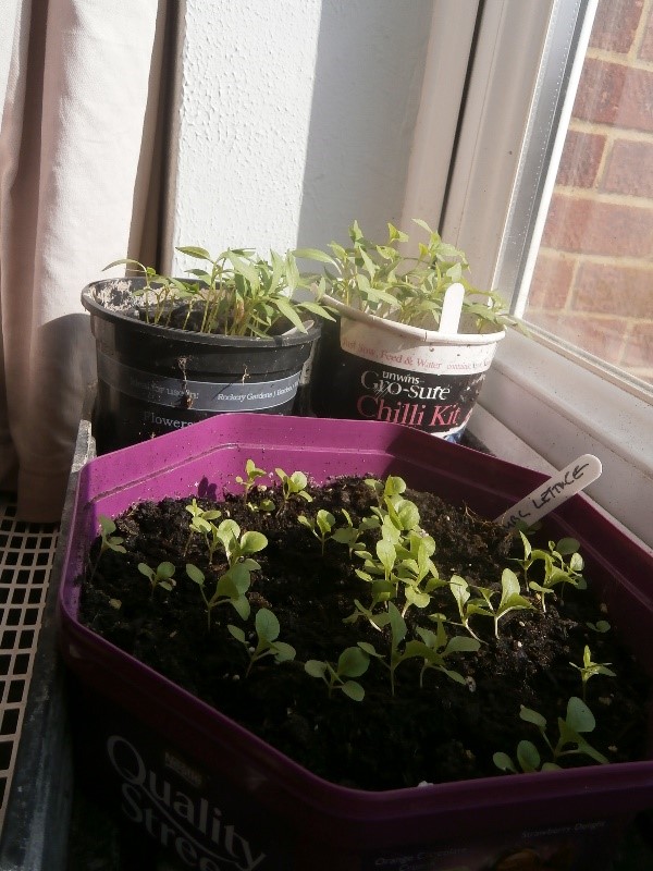 Photo of seedlings