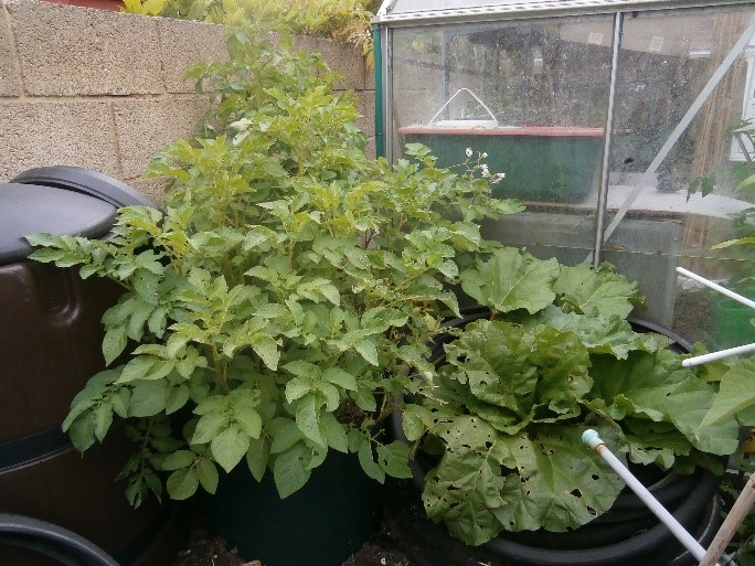 Photo of potato and rhubarb plants