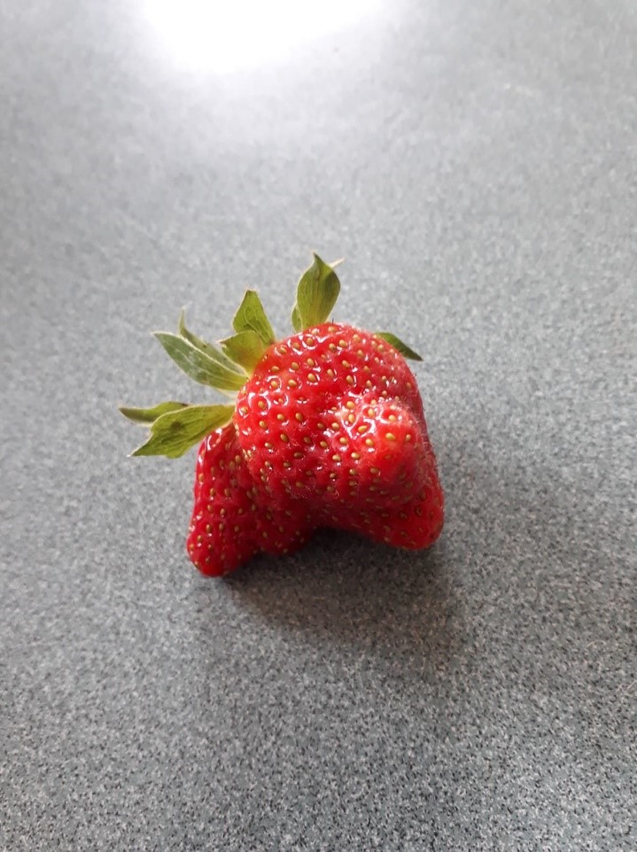 Photo of nobbly strawberry