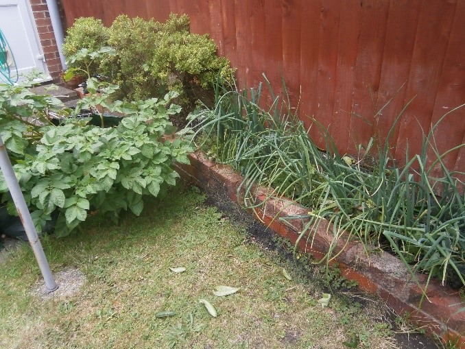 Photo of potato and onion plants