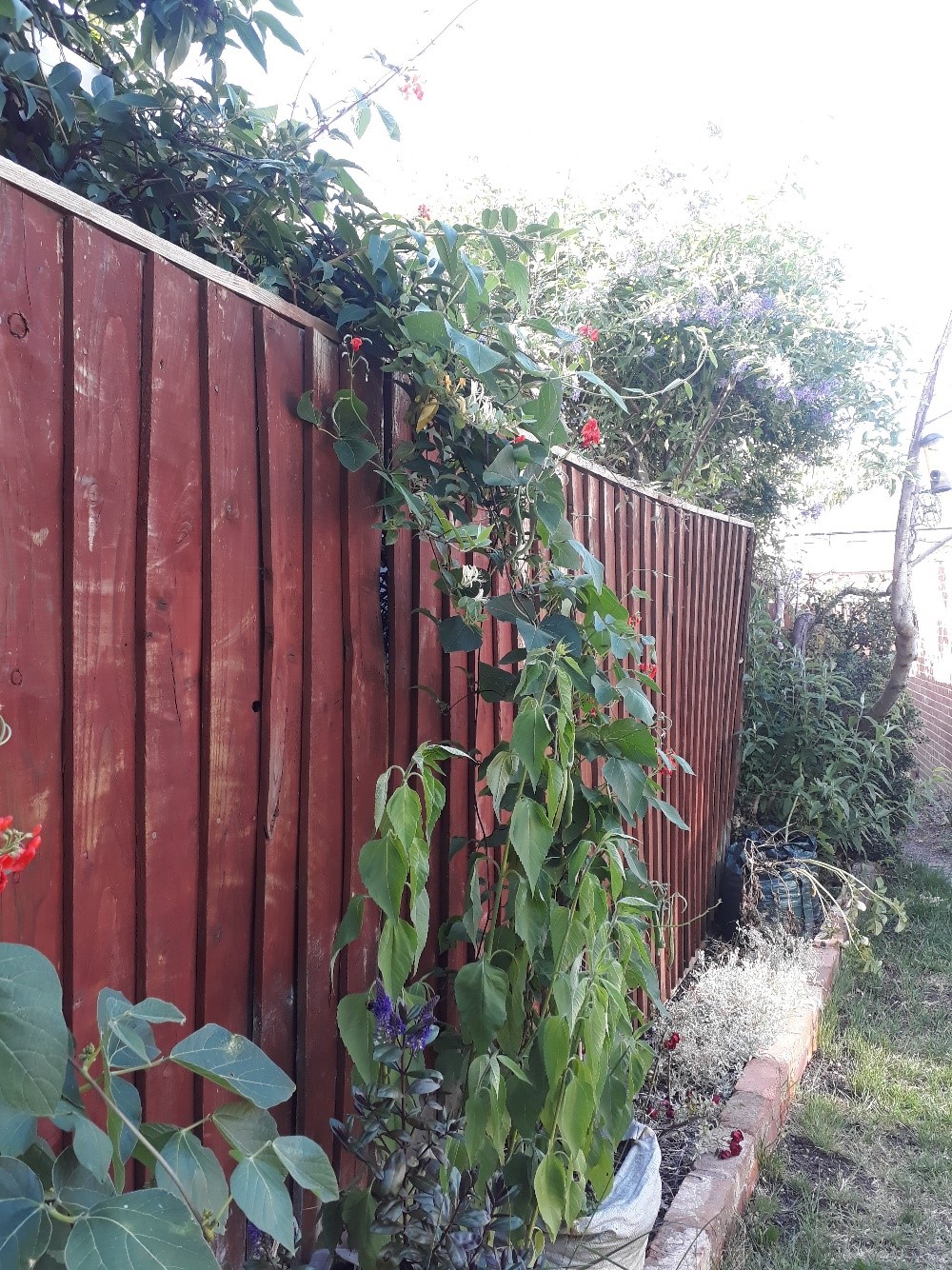 Photo of runner beans