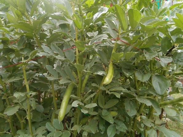 Photo of broad beans