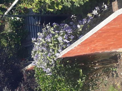 Photo of purple flowering plant