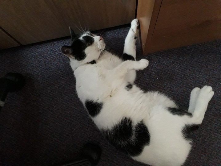 Photo of sprawly Herbie