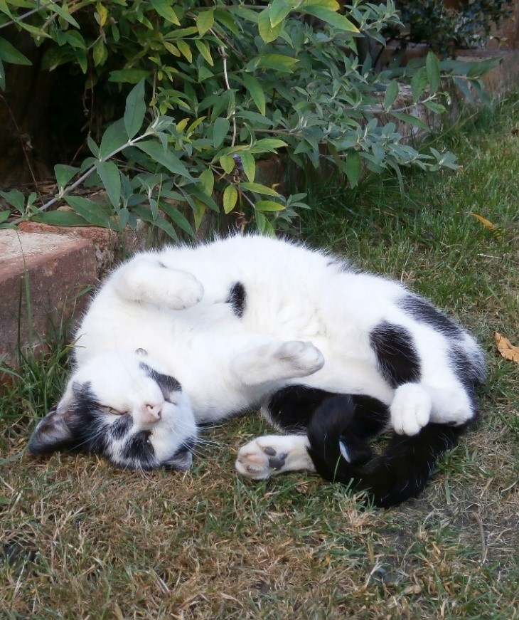 Photo of curled, upside down head Herbie