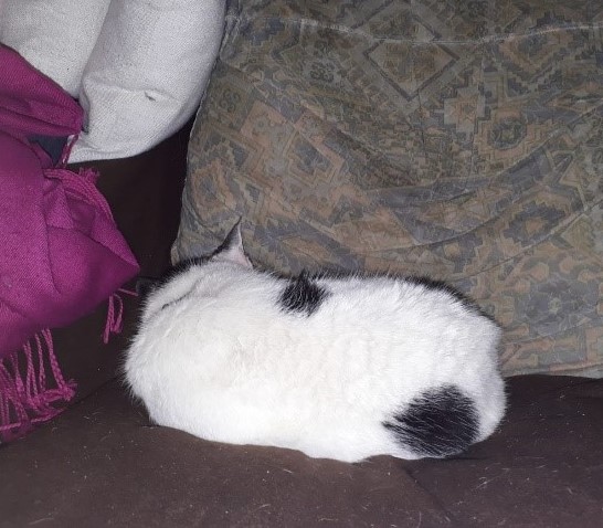 Photo of Herbie on armchair