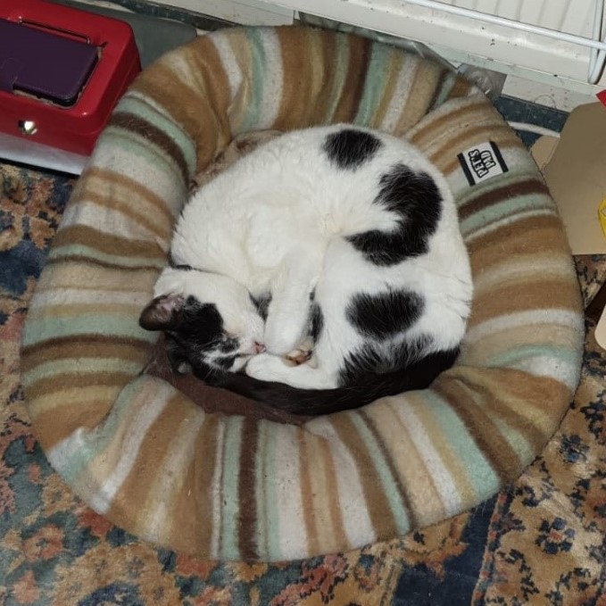 Photo of Herbie in his bed
