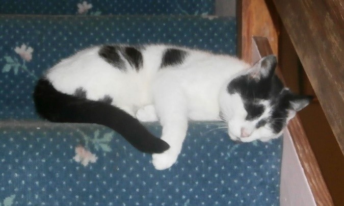 Photo of Herbie asleep on stair