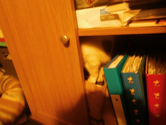 Photo of Herbie disappearing into a cupboard