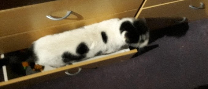 Photo of Herbie in a drawer