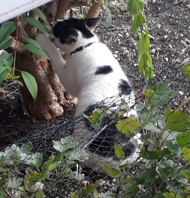 Photo of Herbie clawing a bush