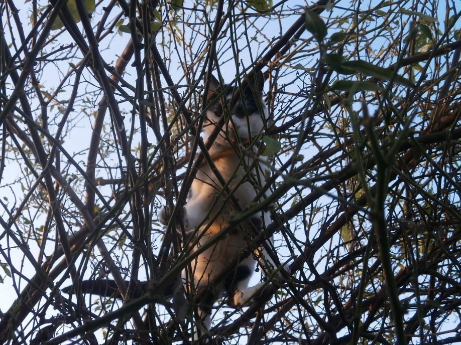 Photo of Herbie in a tree