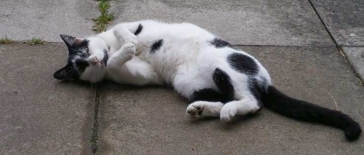 Photo of Herbie rolling on the patio