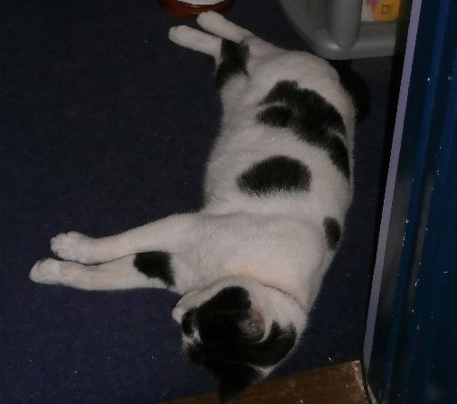 Photo of Herbie flaked out on the bathroom floor