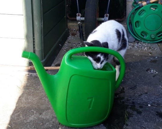 Photo of Herbie drinking from the watering can