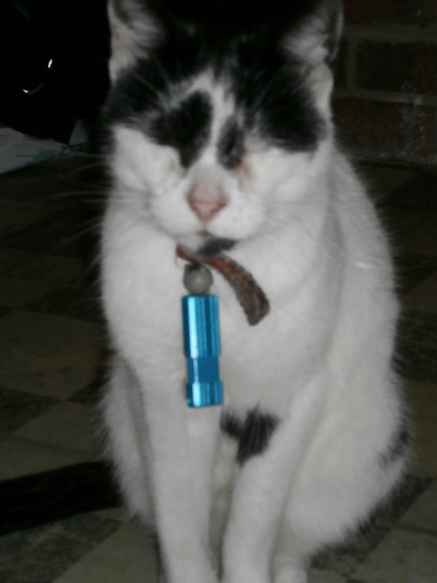 Photo of Herbie with a USB stick stuck to his collar magnet