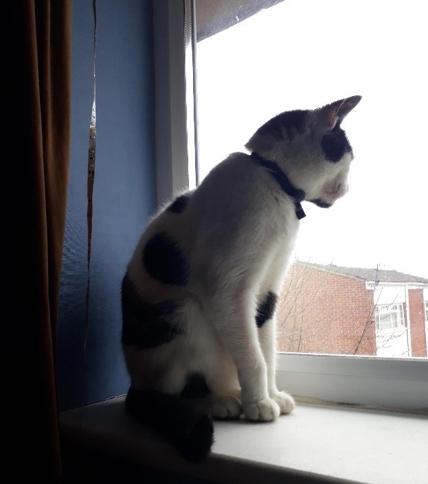 Photo of Herbie on the windowsill - looking out