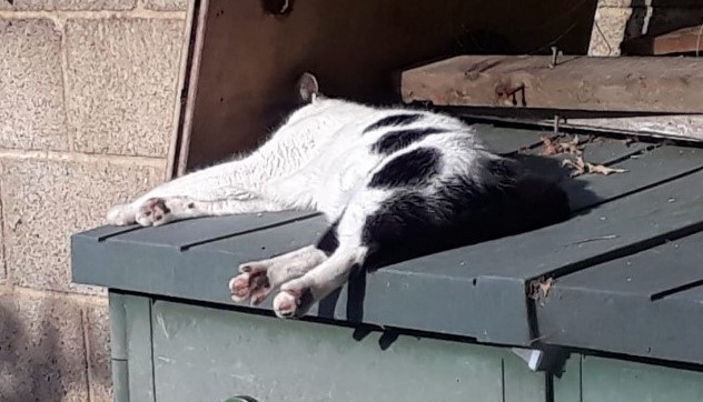 Photo of Herbie flaked out on the green box