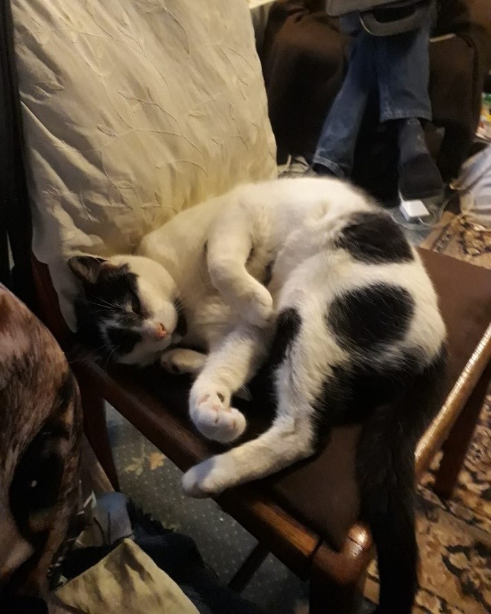 Photo of Herbie on a hard chair