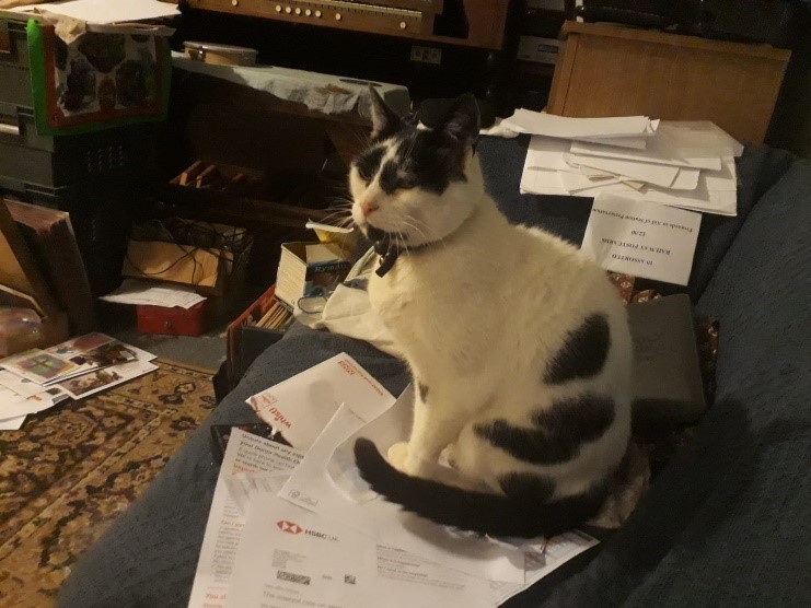 Photo of Herbie sat on my papers on the sofa