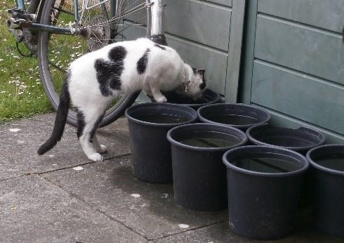 Photo of Herbie drinking from a bucket in the garden