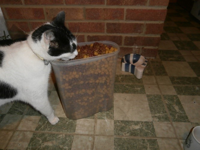 Photo of the self-service cat biscuits