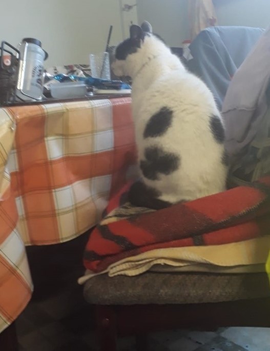 Photo of Herbie waiting at the dining table