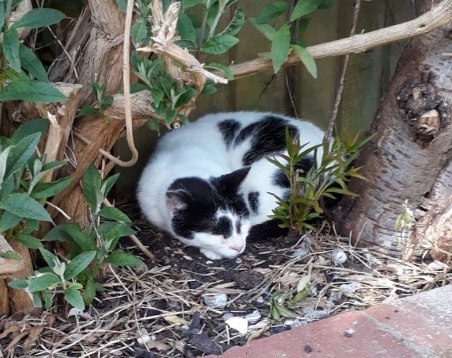 Photo of Herbie curled up under the peach tree