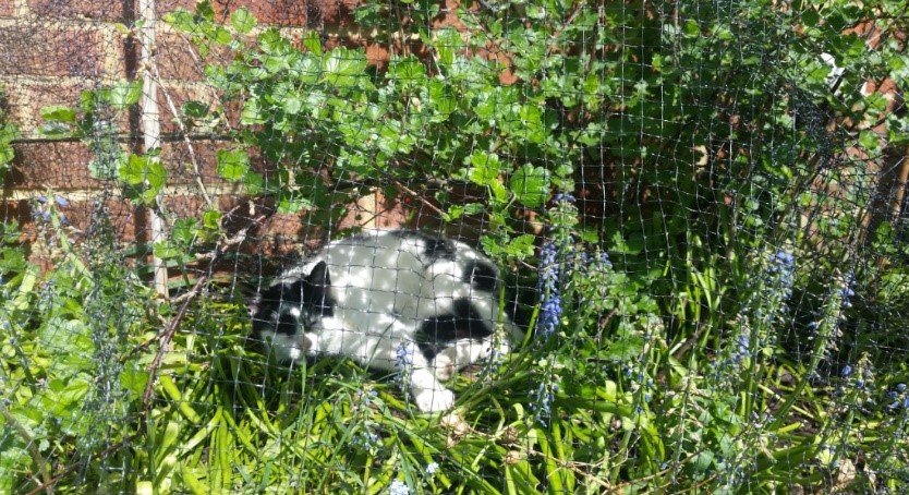Photo of Herbie in the gooseberry bushes - under the netting