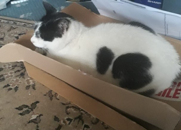 Photo of Herbie in a box