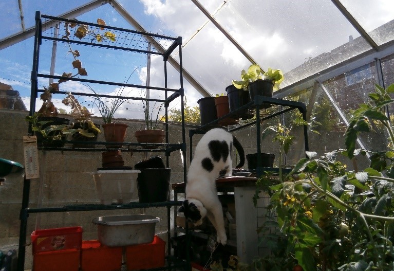 Photo of Herbie getting down in the greenhouse