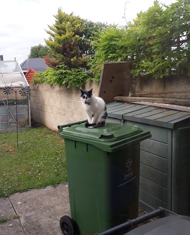 Photo of Herbie sat up on the green bin