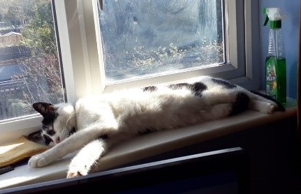 Photo of Herbie stretched out asleep on the windowsill