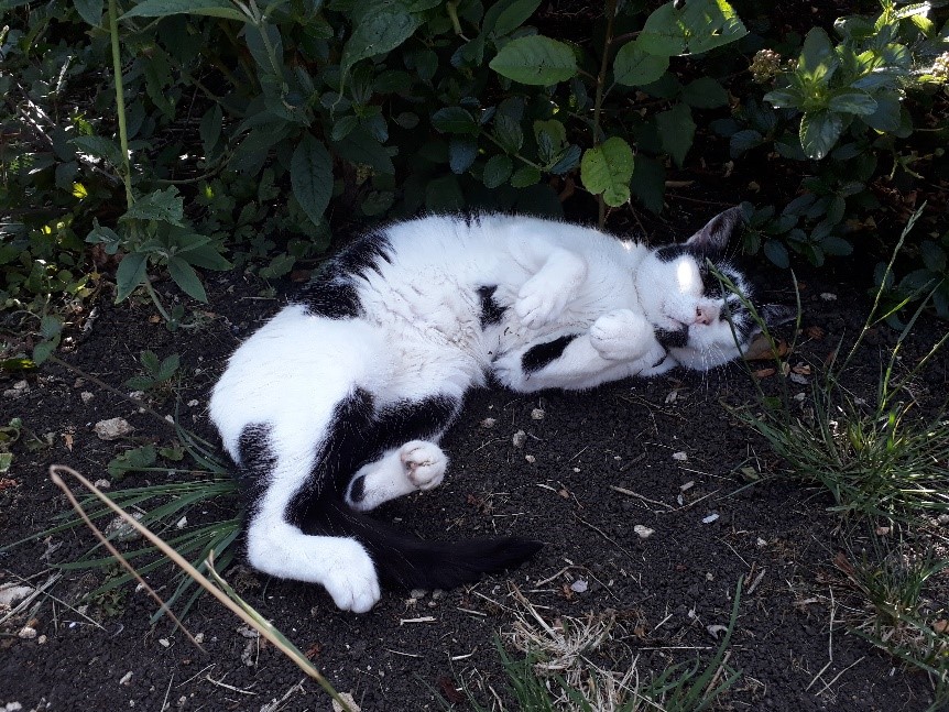 Photo of Herbie rolling in the dirt