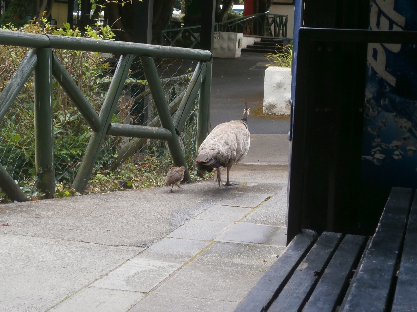 Photo of peahen and peachick