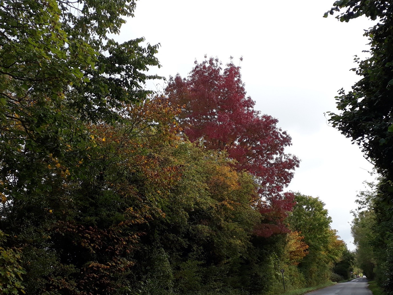 Autumnal view on Station Road, South Cerney