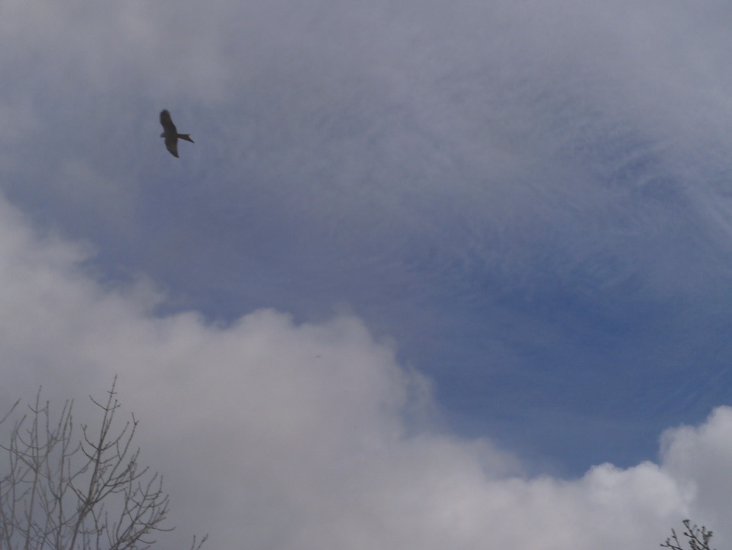 Red Kite