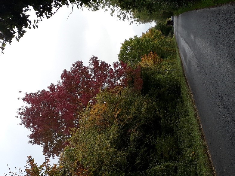 Autumnal view of Station Road, South Cerney