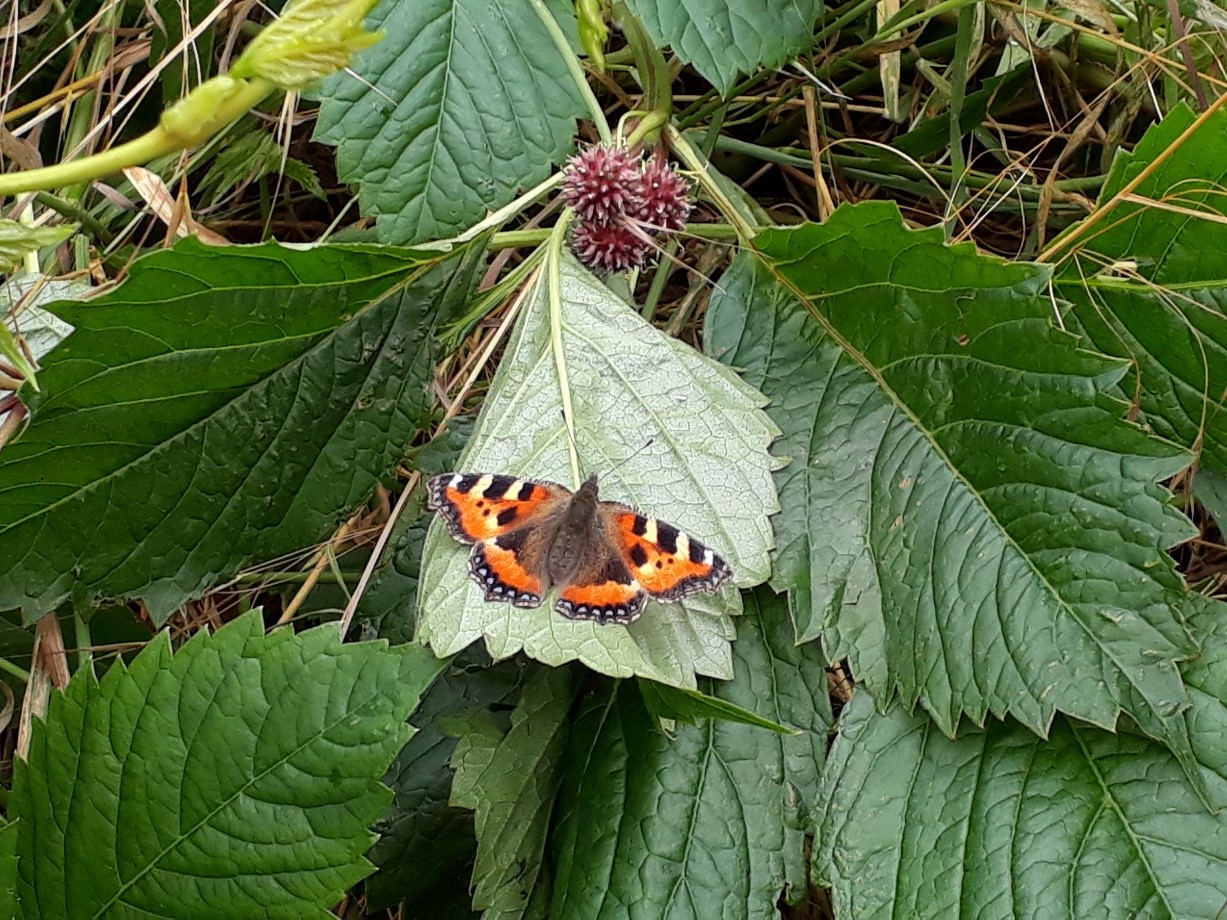 Red Admiral butterfly