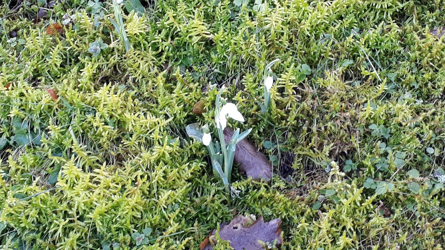 Snowdrops