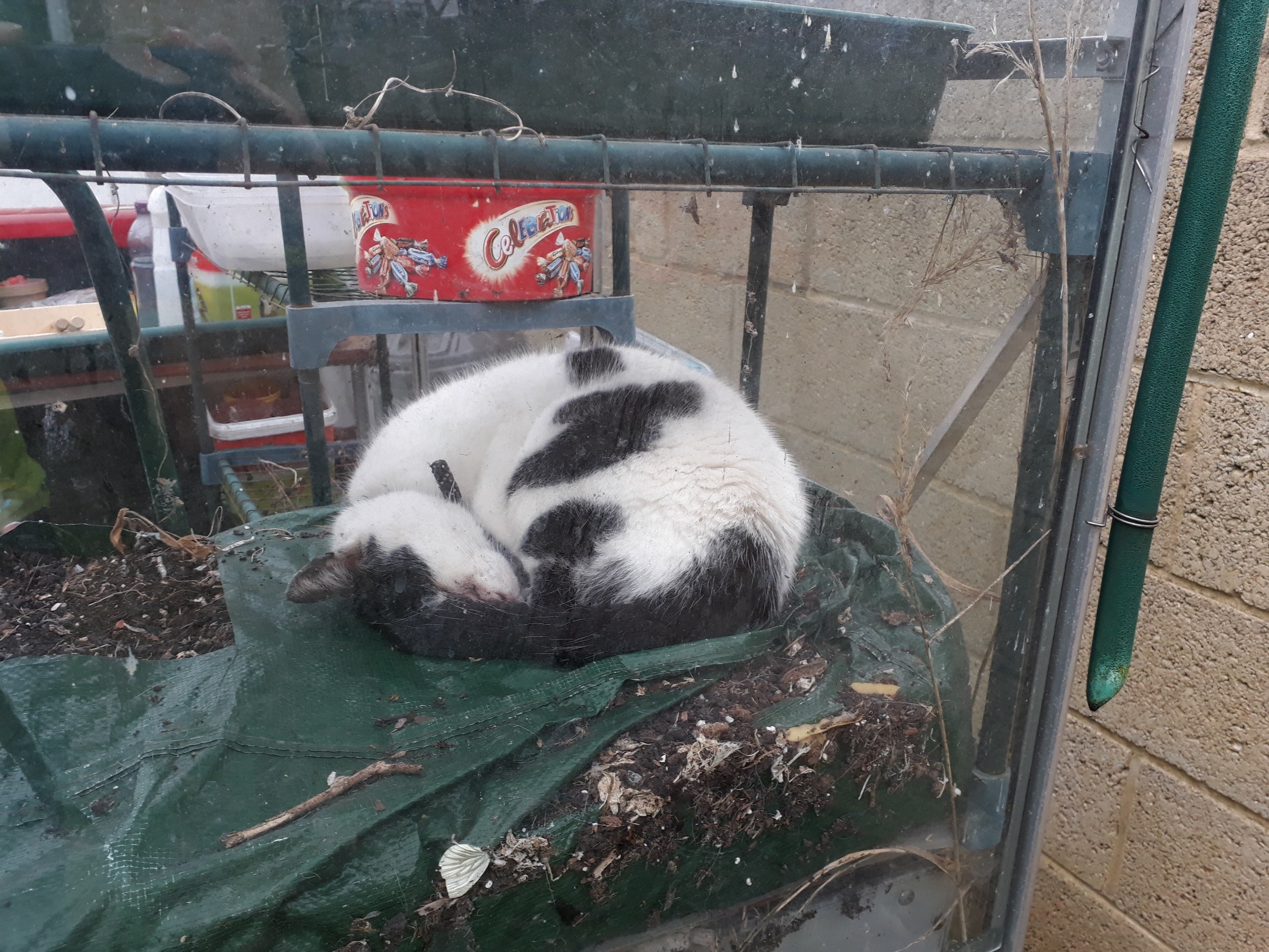 Herbie asleep in the greenhouse