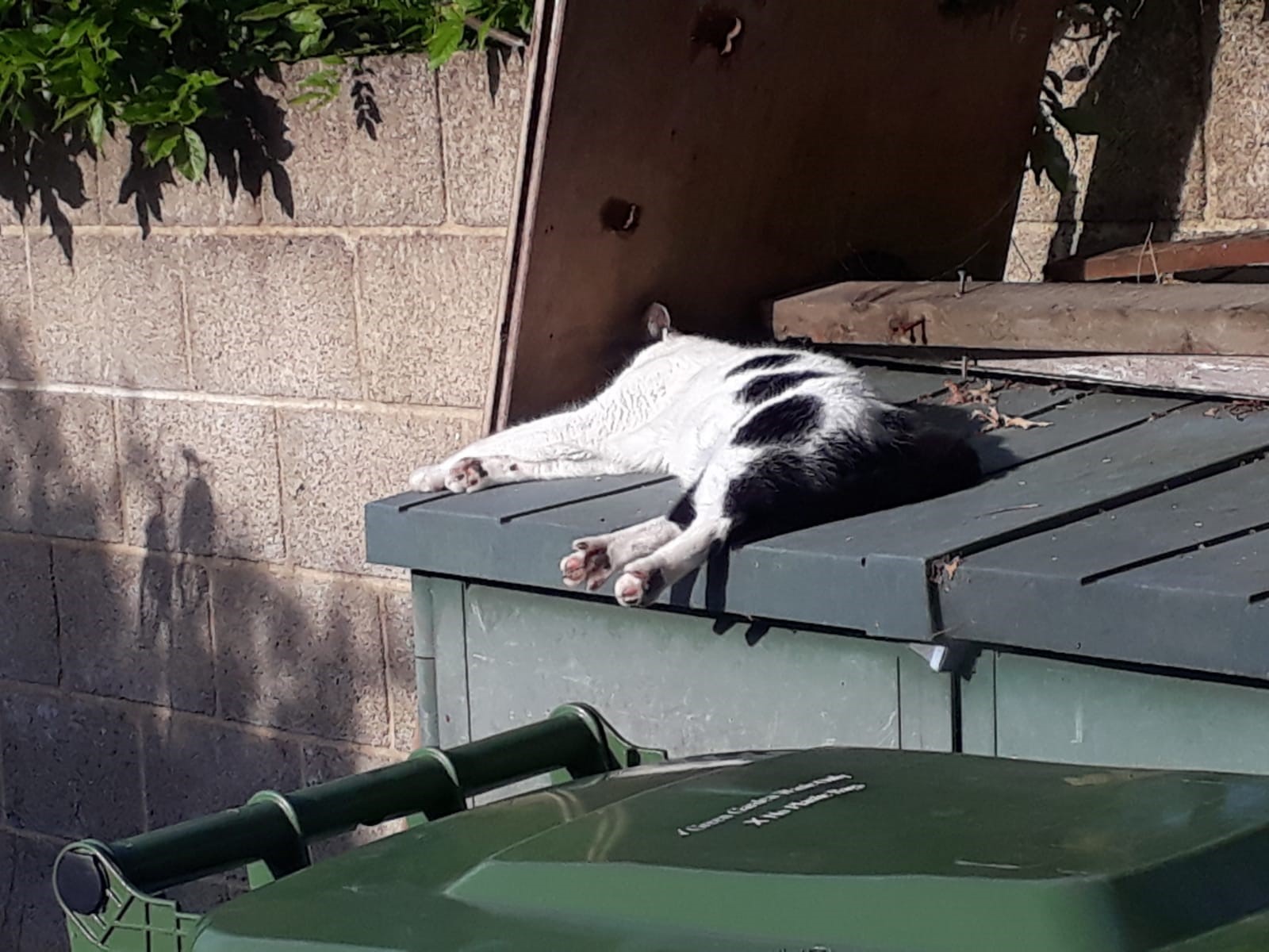 Herbie stretched out asleep on the green box