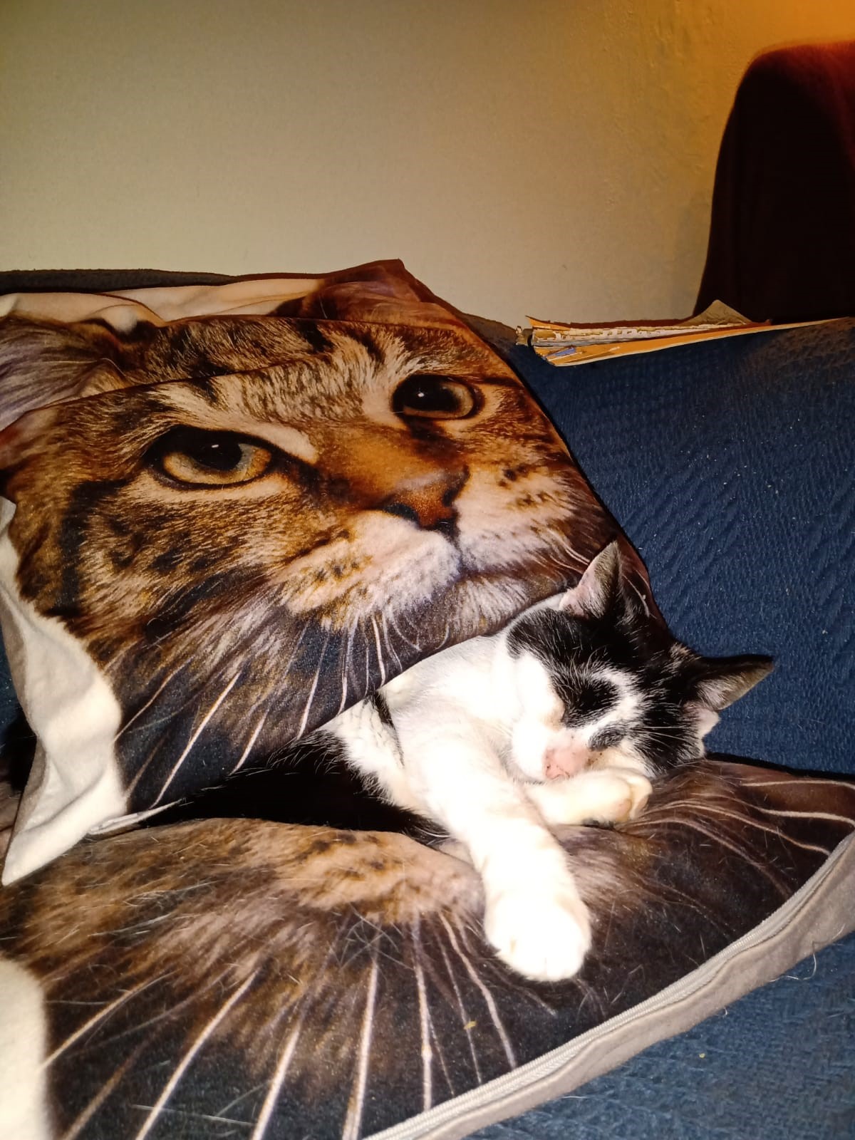 Herbie asleep between cat cushions