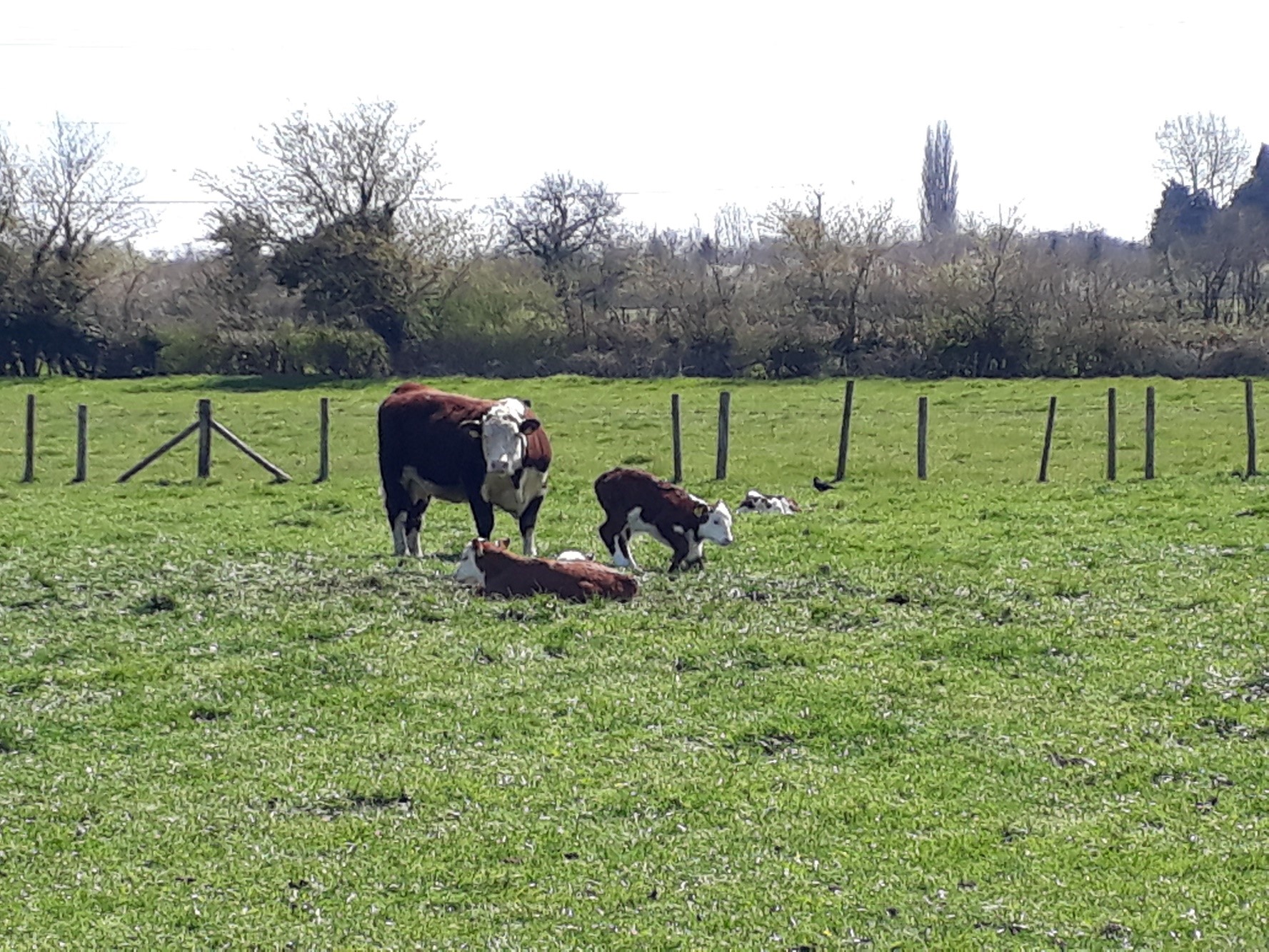 Cow and calves between Poole Keynes and Ewen