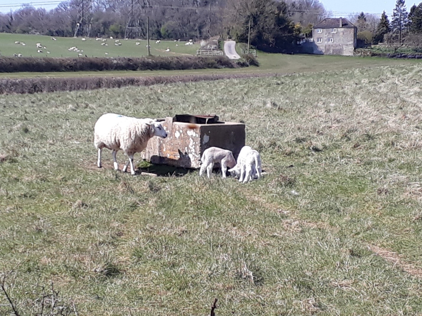 Sheep and lambs between Ewen and Upper Siddington