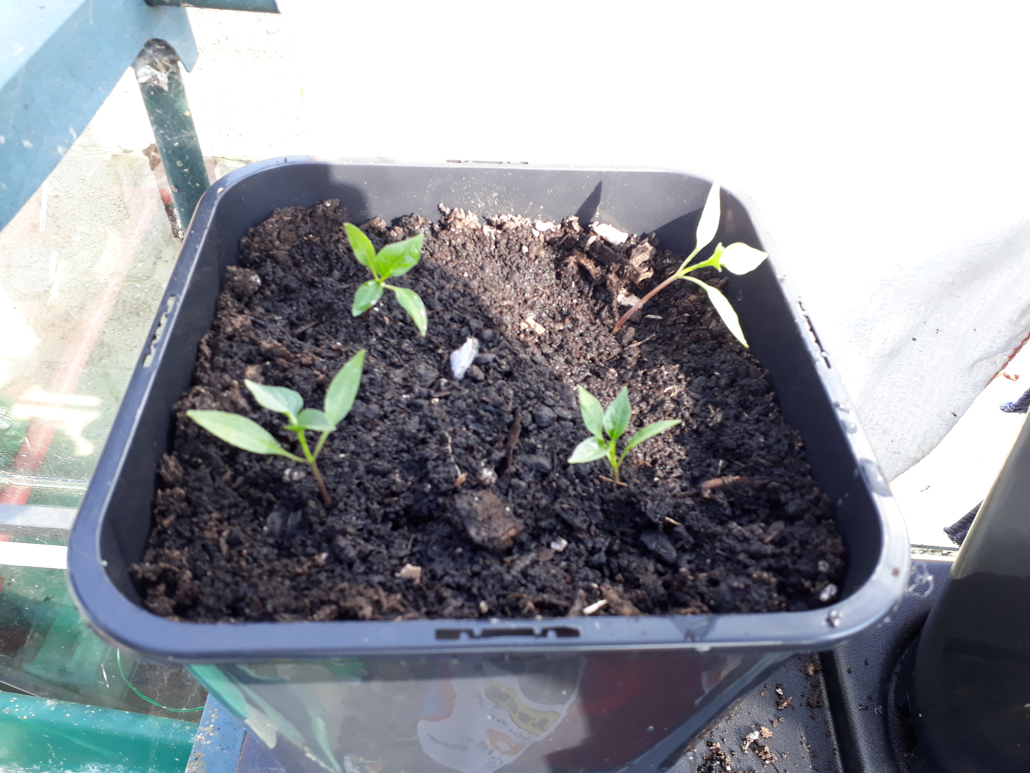 Chilli pepper seedlings