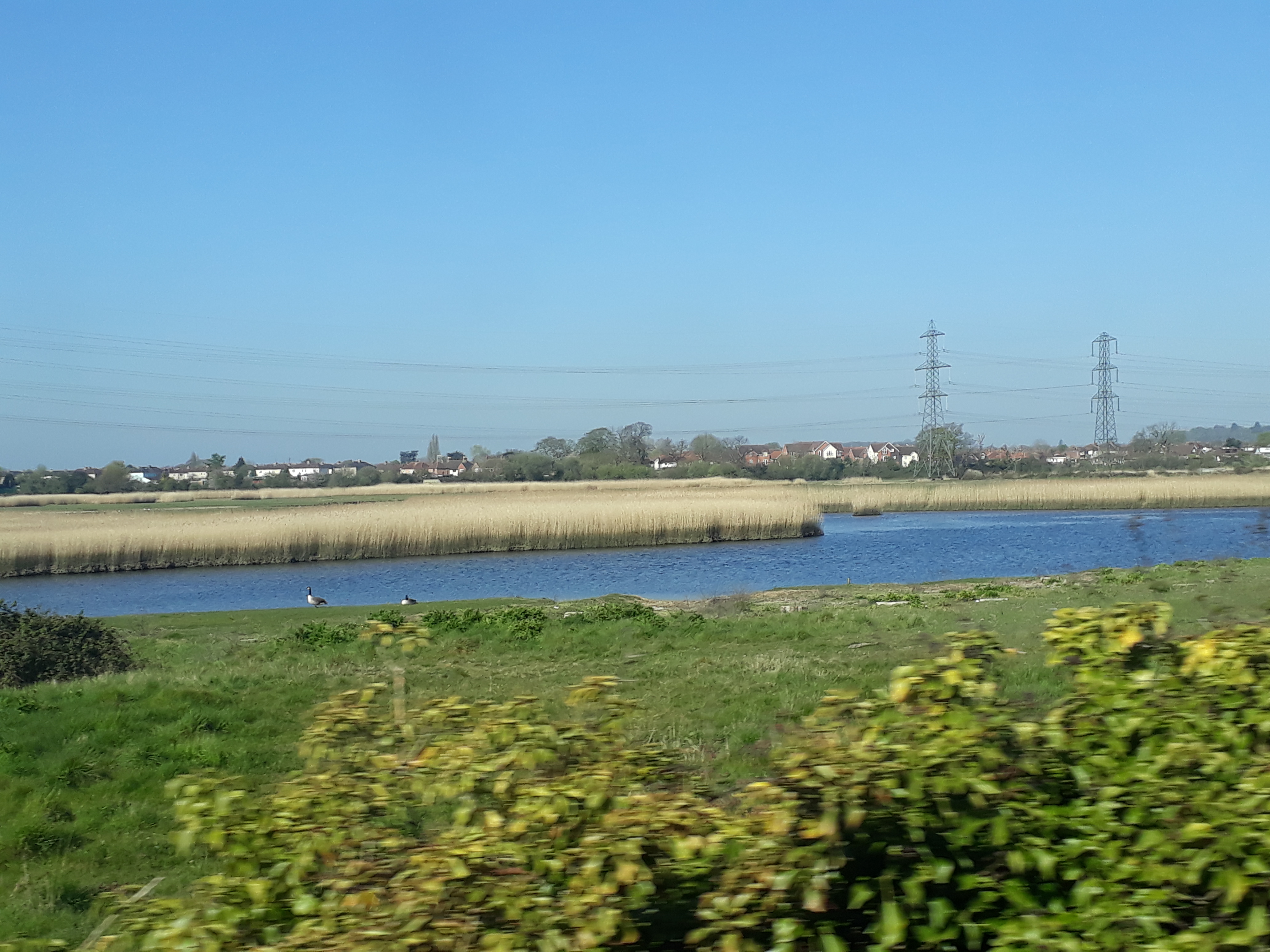 Photo of water, birds, pylons and plants