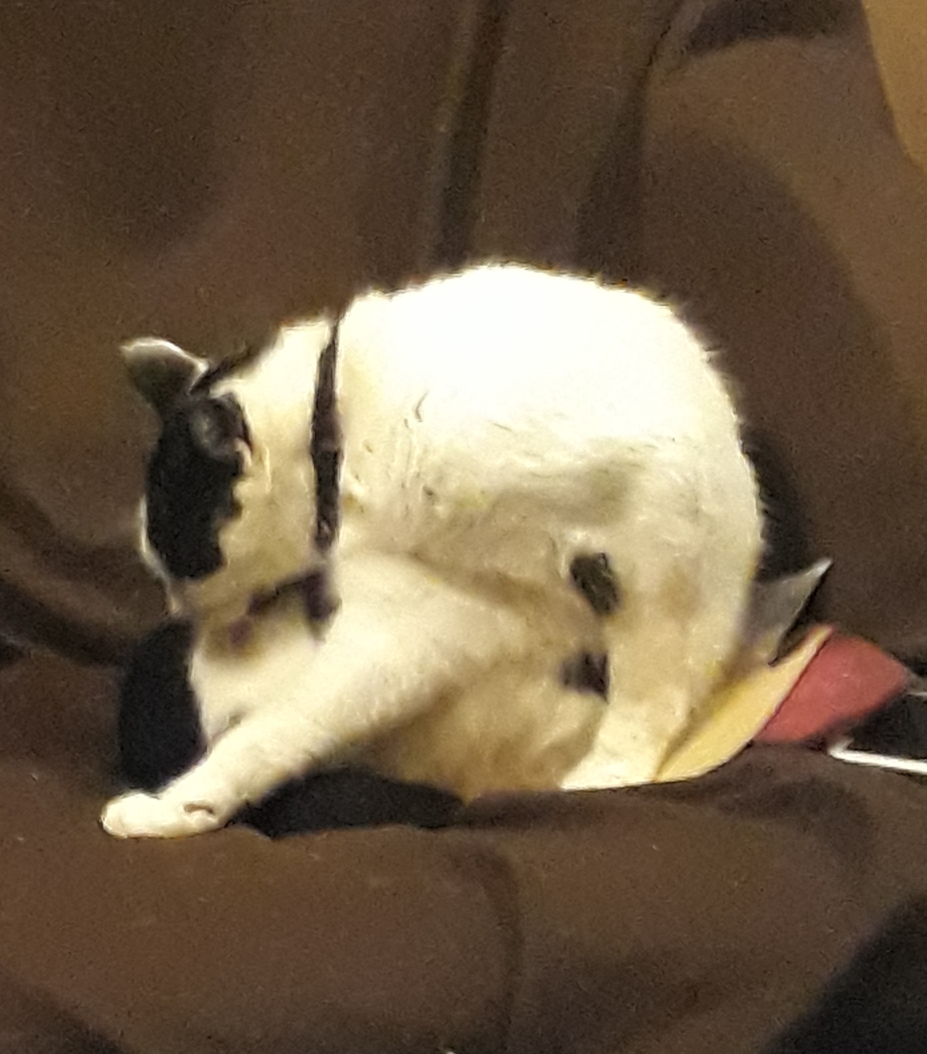 Photo of Herbie washing on armchair