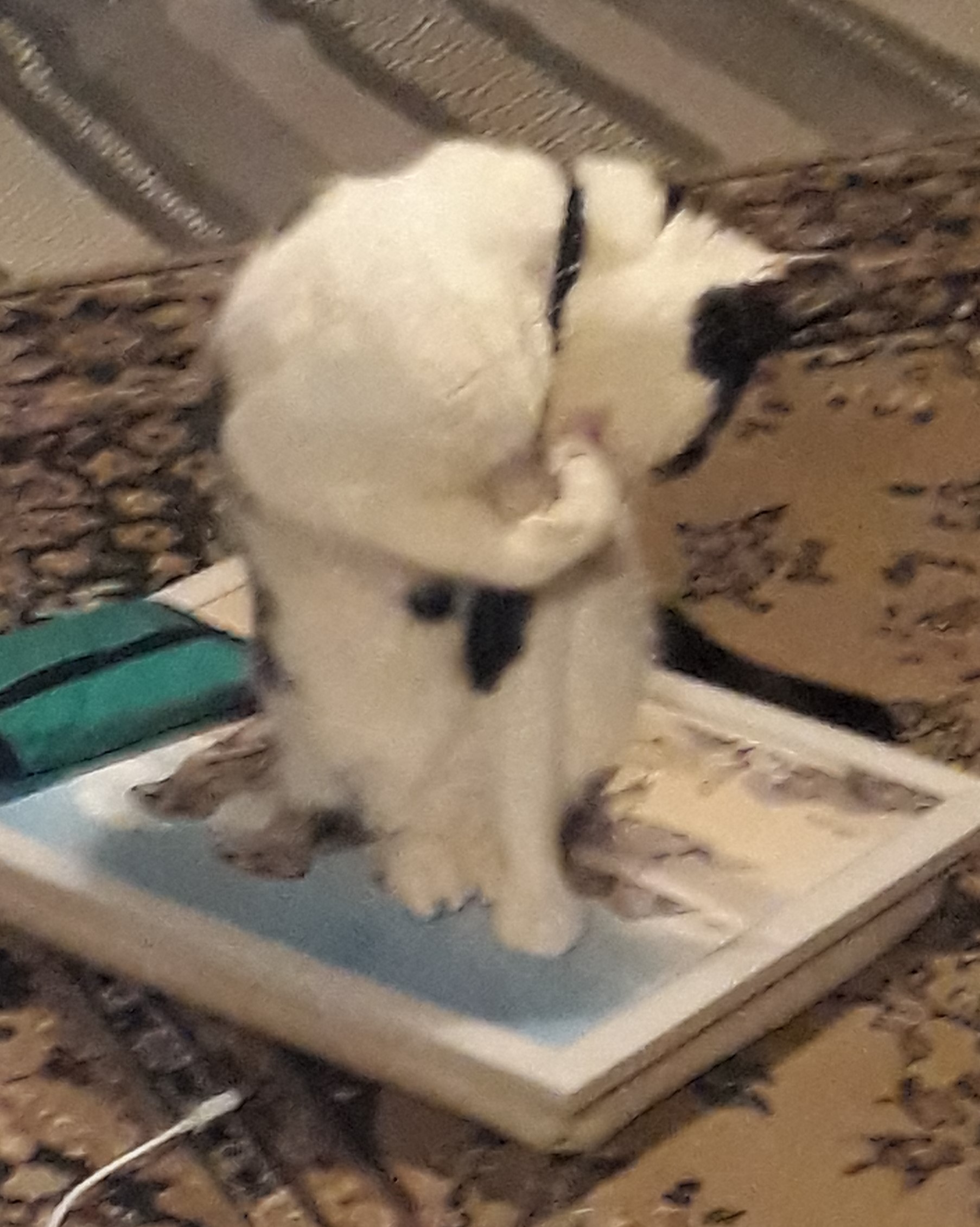 Photo of Herbie washing whilst sat on tray